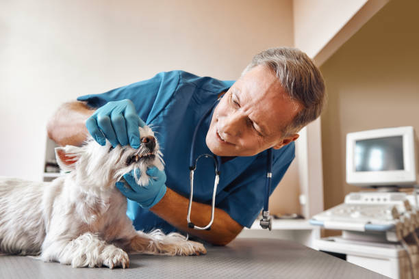Best Emergency Wisdom Teeth Removal in El Dorado Springs, MO